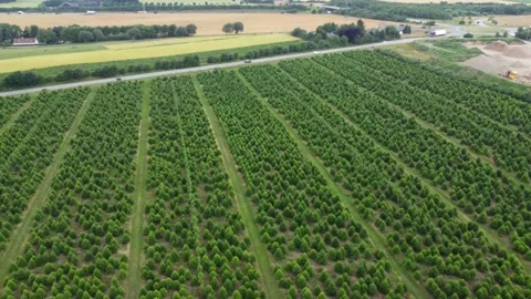 Christmas tree field Stock Footage 168254827