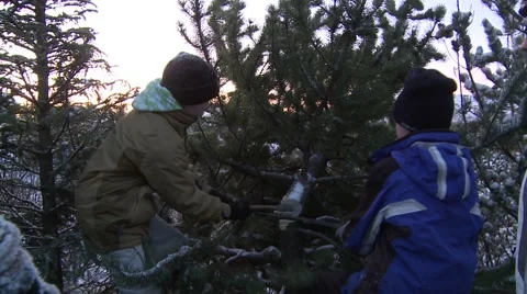 Christmas Tree 스톡 동영상 978878