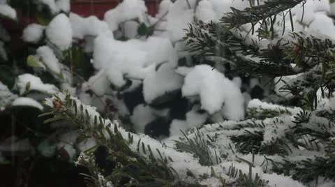 Christmas tree Stock Footage
