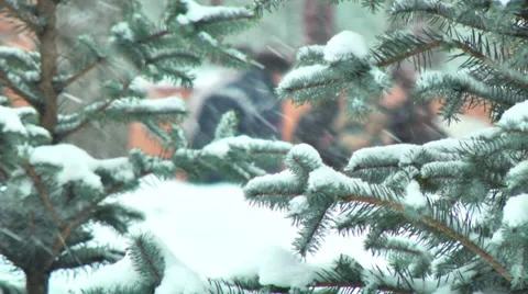 Christmas tree Stock Footage 34522626