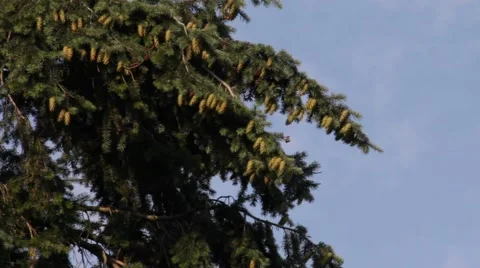 Christmas tree Vídeo Stock 40066148