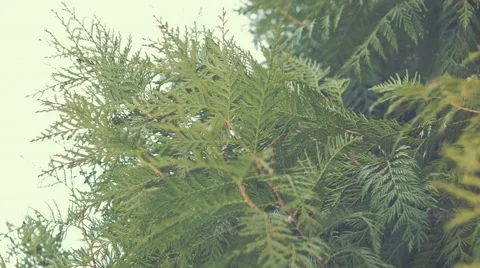 Christmas tree Stock Footage 45787198
