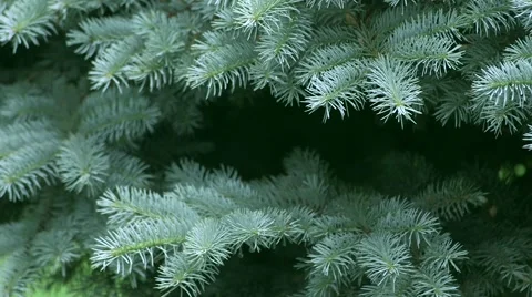 Christmas Tree Видео 50939464