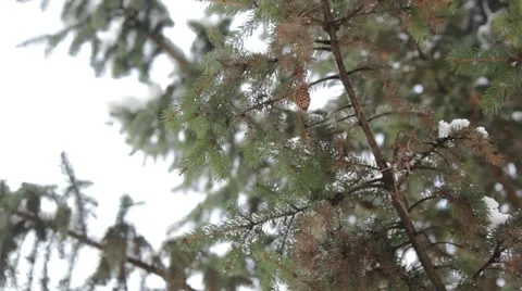 Christmas tree Stockbeeldmateriaal 56258606