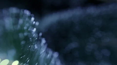 Christmas tree Stock Footage 80233093