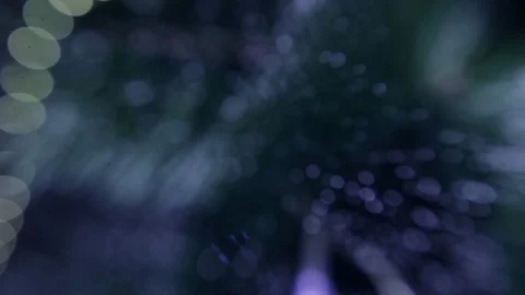 Christmas tree Stock Footage 80233159