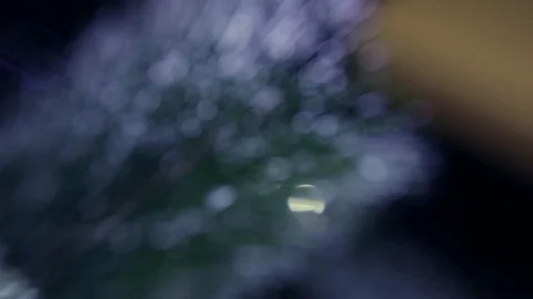 Christmas tree Stock Footage 80233198