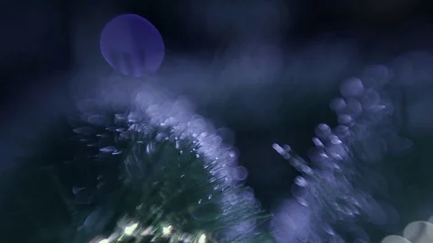 Christmas tree Stock Footage 80234818