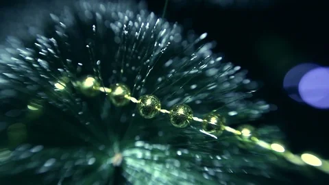 Christmas tree Stock Footage 80235974