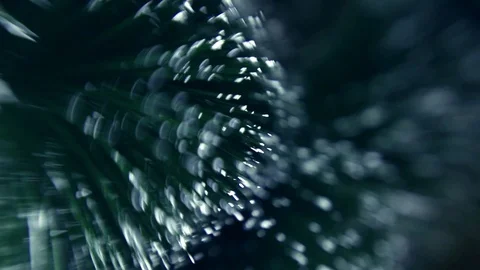 Christmas tree Stock Footage 80236975