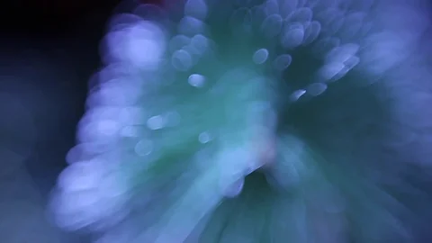 Christmas tree Stock Footage 80237768