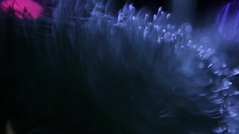 Christmas tree Stock Footage 80238349