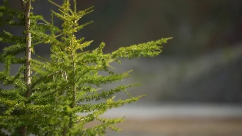 Christmas tree Stock Footage 81986180