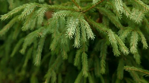 Christmas  tree Stock Footage 98601444