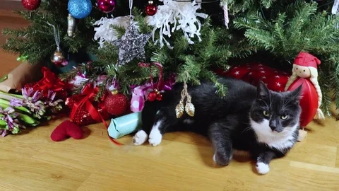 Christmas tree Stock Footage 99926895
