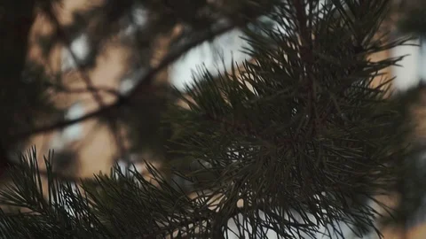 Christmas tree Stock Footage 121589050