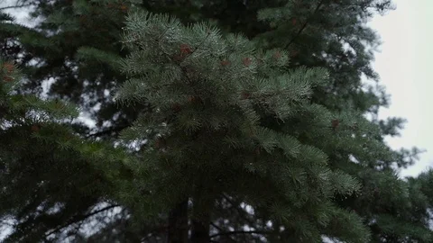 Christmas tree Stock Footage 125756239