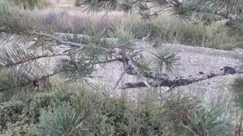 Christmas Tree. Stock Footage 160766152