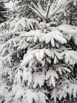 The Christmas tree in the forest is covered with fluffy snow. Winter landscape. Stock Photos
