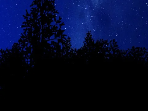Christmas Tree in a forest, dark blue sky Stock Footage 72123818