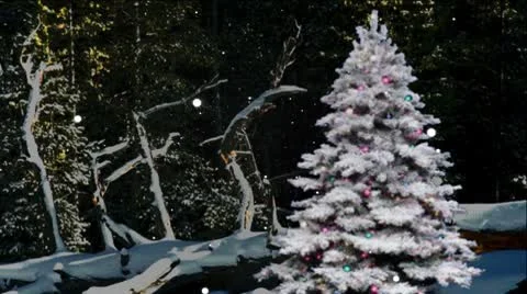 Christmas Tree In Forest Video stock 8960403
