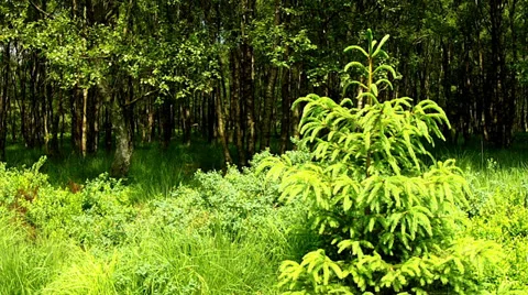Christmas tree in the forest. Stock Footage 34416198