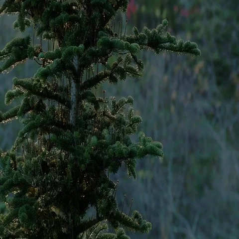 Christmas Tree in Forest Stock Footage 69667872