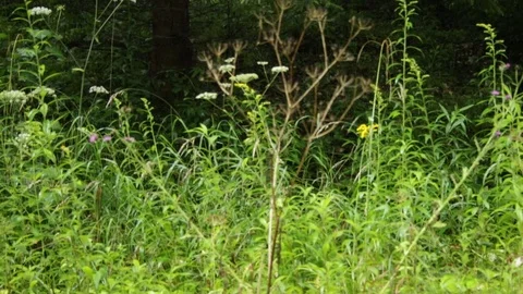 Christmas tree in the forest 库存影片 79772041