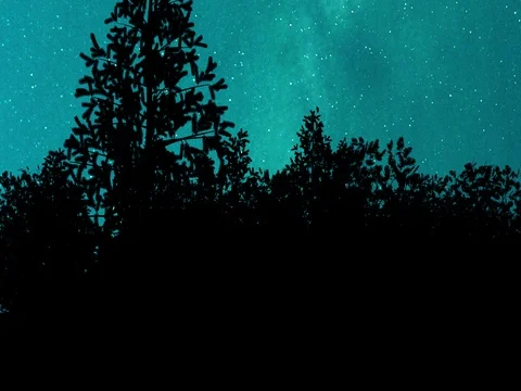Christmas Tree in a forest, light blue evening sky Stock Footage 72124115