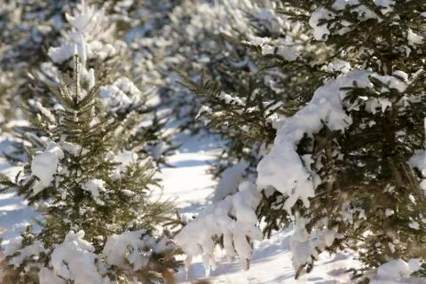 Christmas Tree forest. Stock Photos