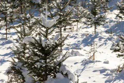 Christmas Tree forest. Stock Photos