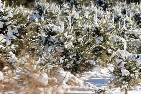 Christmas Tree forest. Stock Photos