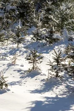 Christmas Tree forest. Stock Photos