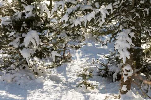 Christmas Tree forest. Stock Photos