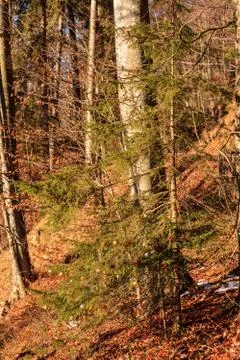 Christmas tree in the forest Stock Photos