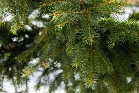 Christmas tree in the forest. Stock Photos