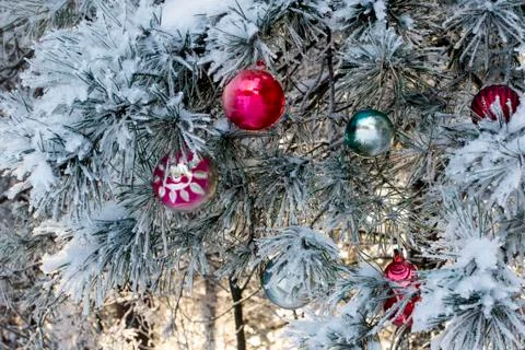 Christmas tree in the forest Stock Photos