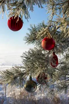 Christmas tree in the forest Foto stock