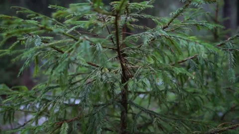 Christmas tree in the forest in winter Stock Footage 159897820