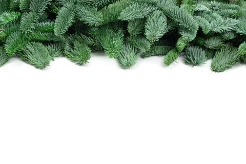 Christmas tree frame 写真素材