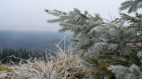 Christmas tree with frost. Stock Footage 69069988