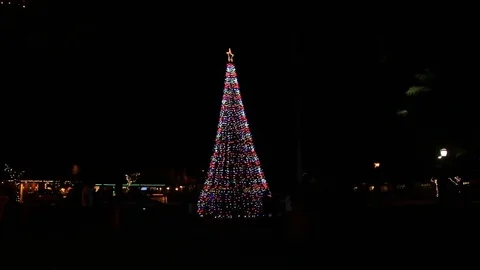 Christmas tree gathering Stock Footage 83247394