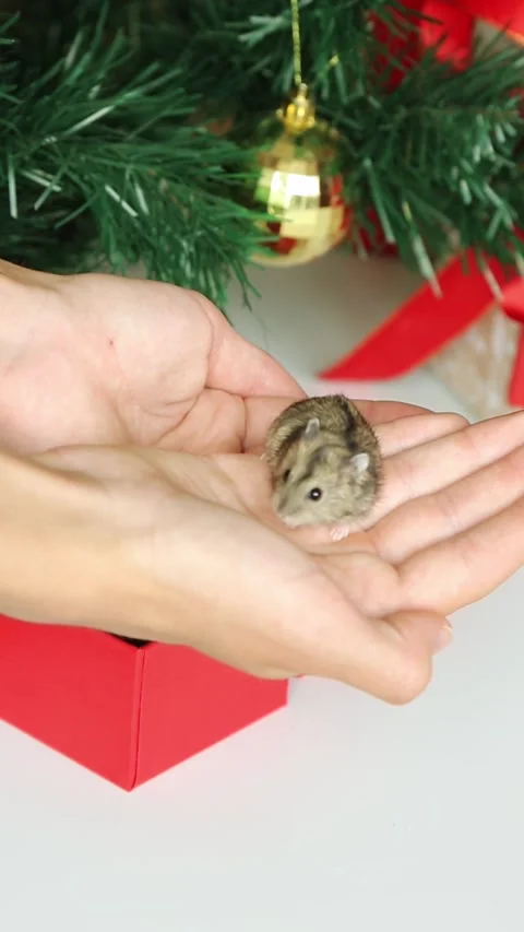 At the Christmas tree from a gift box, a man's hand takes out a small mouse Gift Stock Footage 253784079