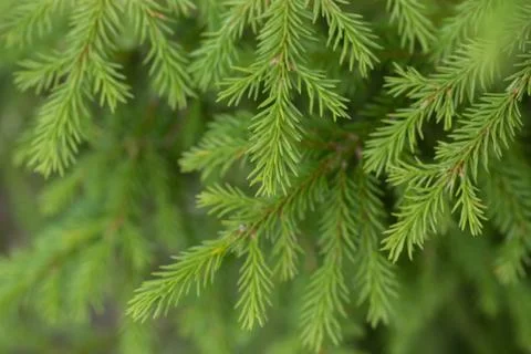 Christmas tree green branch pattern late fall day Stock Photos