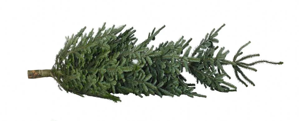 Christmas tree on the ground Stock Photos