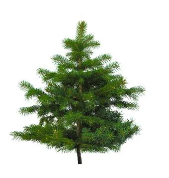 Christmas tree isolate on white background. Stock Photos