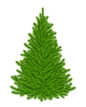 Christmas tree isolated, realistic vector pine illustration Stock Illustration