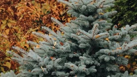 Christmas tree with large branches. Smooth motion when shooting Stock Footage 241603666