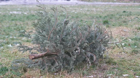 Christmas tree left on the ground in 4k slow motion 60fps Stock Footage 169396350