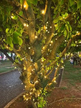 Christmas Tree with Lights Stock Photos